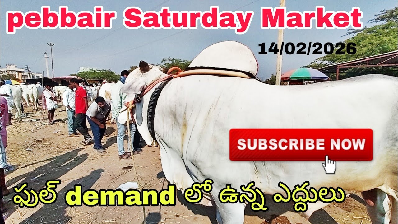  Pebbair Market Today – Ongole Bulls Live Action | పెబ్బైర్ మార్కెట్ ఆంగోలే గేదెల్స్ Today Telangana
