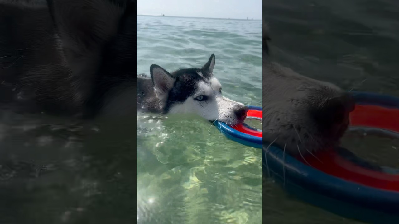Under water footage of Siberian Husky swimming in the beach playing fetch! 