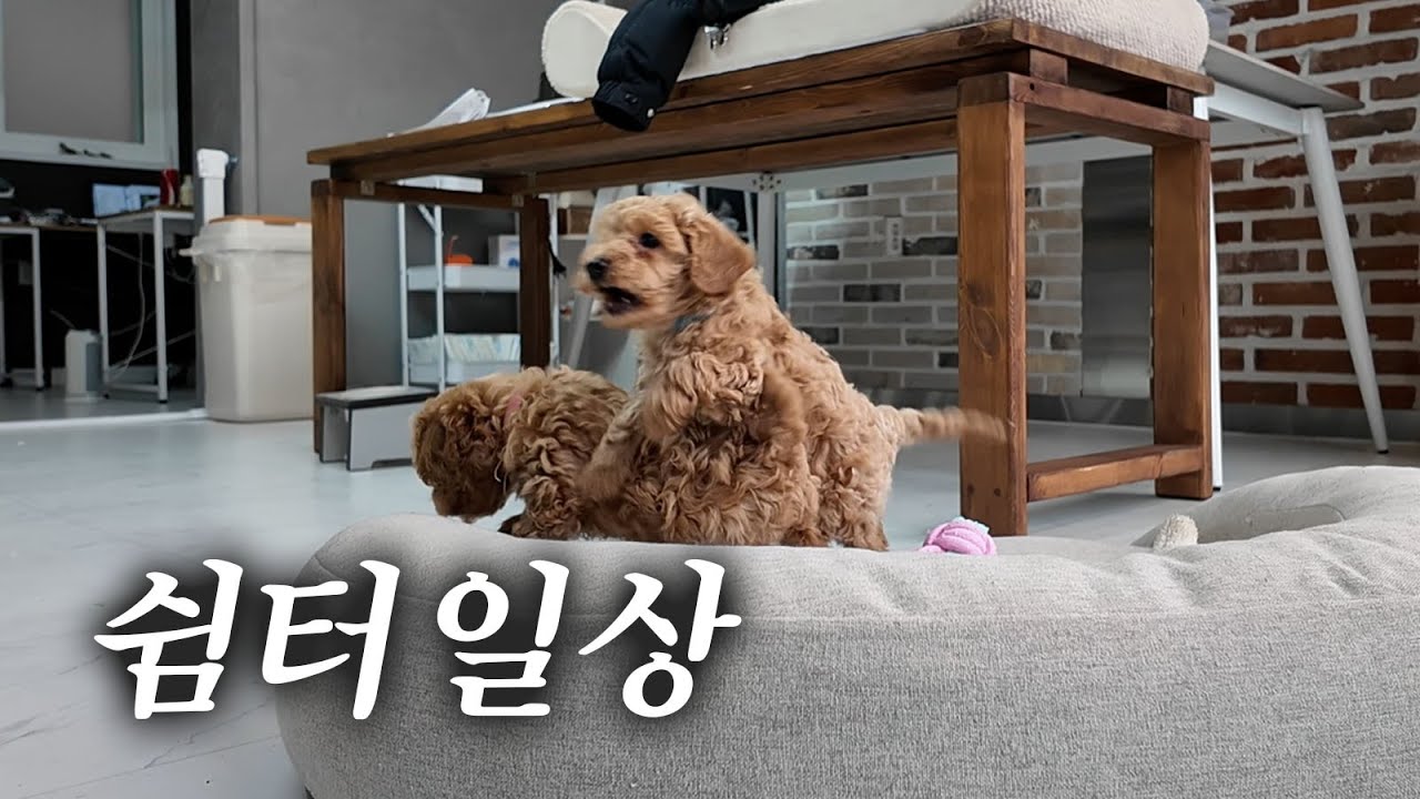 유기동물보호 포캣멍센터 쉼터의 일과 😊