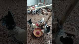 ফাওমি মুরগী পালন #chickenshop #freerangechicken #freerangechicken  #chicken #roosterfarm #farming