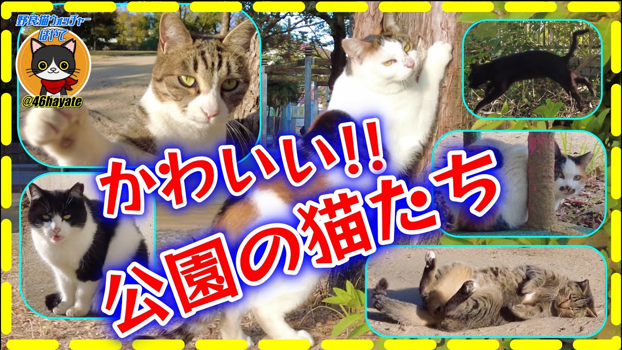 野良猫 かわいい 公園の猫たち 黒猫 三毛猫 キジトラ キジ白 ハチワレ Youtube