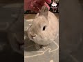 耳を撫でられても怒らないうさぎ