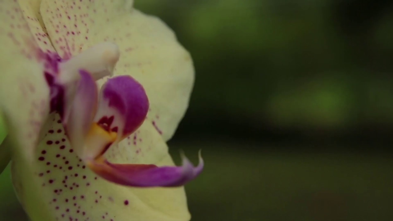 Benoît Crauste  | Chuva caiu  | Full VIDEO