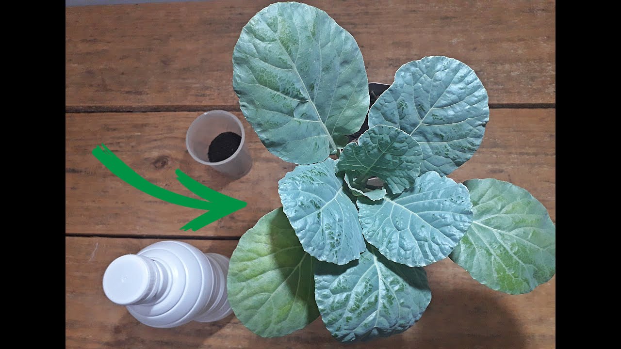 COMO ADUBAR SEU PÉ DE COUVE EM VASO - YouTube