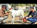 Worlds top class milking goat in barbari breed  milking record