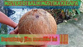 BERUNTUNG!!! JIKA MENEMUKAN MUSTIKA KELAPA. #misteribendagaib #mustikakelapa#manfaatmustikakelapa