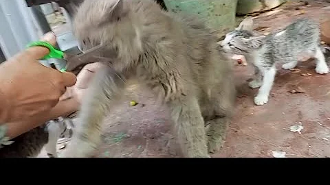 Video 3114481: persiancat persians, persian angry cat grooming