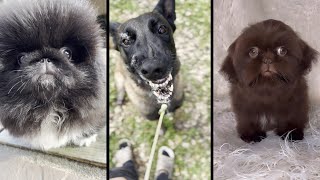 Funny and cute DOGS🐶Videos🔶 Сompilation  # 7🔶