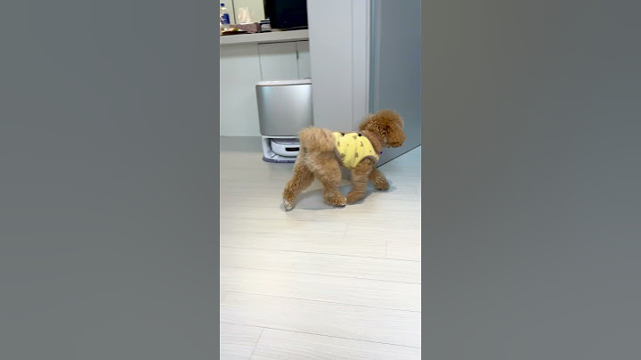 This dog manages the owner's house #shorts