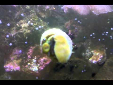 petco hours New Snail in our Salt Water fish tank