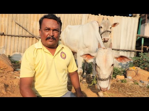 Saved and Raising bull Calves | Future Jallikattu Racing