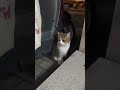 🌙Nighttime Kitten Surprise! Adorable Stray Cat Hiding Spot #Cats
