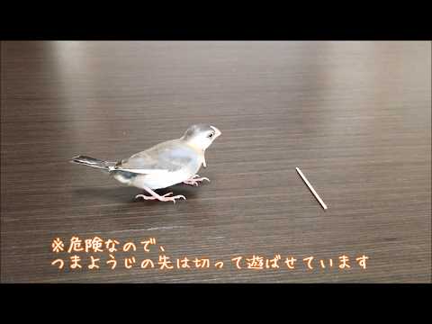 つまようじをハムハムして遊ぶ可愛い文鳥  Cute java sparrow plays with toothpicks