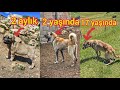 17 YAŞINDAKİ KANGAL ARTIK FELÇ OLUYOR ~AMA SOYU DEVAM EDECEK