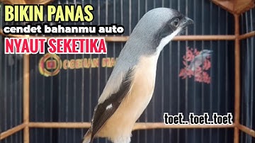 toet toet suara cendet gacor PAGI SIANG SORE sangat efektif buat Pancingan cendet diam agr cpt bunyi