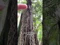 Ponga/silver fern/Cyathea dealbata