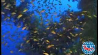 PADI Digital Underwater Photographer Specialty Promo