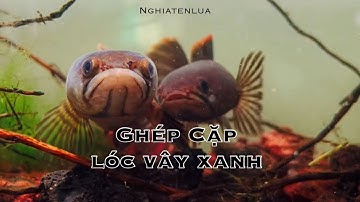 GHÉP CẶP 2 EM VÂY XANH
