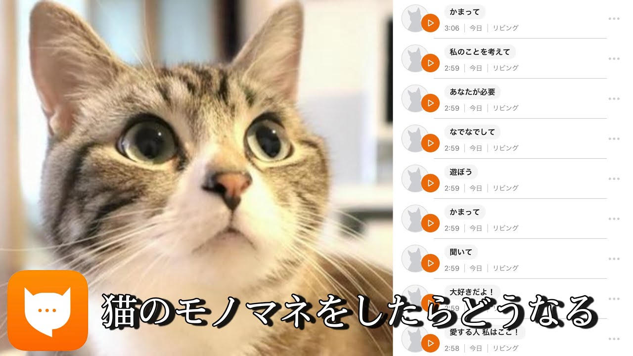 Twitterで話題 猫語翻訳アプリで猫になりきろうとした結果 にゃんトーク Youtube