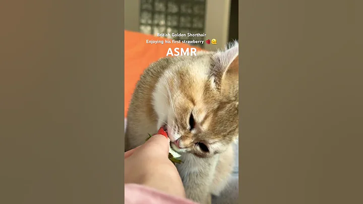 Watch the video about My British Golden Shorthair kitten enjoying his first strawberry 🫠🍓 #cat #kitten #asmr #asmreating
