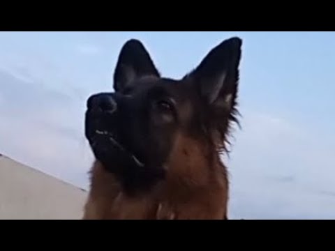 AGGRESSIVE GERMAN SHEPHERD DOG NAUGHTY BUZU'S POWERFUL BARKING 😱😱😱😱😱 ...
