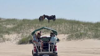 A reminder from the Corolla Wild Horse Fund: Please keep your distance