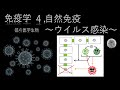 免疫学4   自然免疫　〜ウイルス感染〜