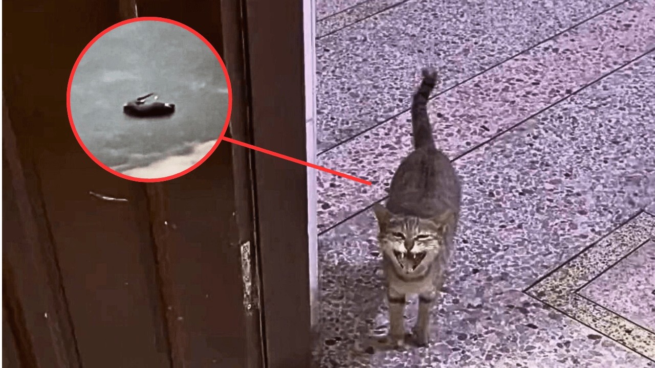 «Выходи, у меня подарок». Бродячая кошка, что каждый день просит еду, принесла добычу.