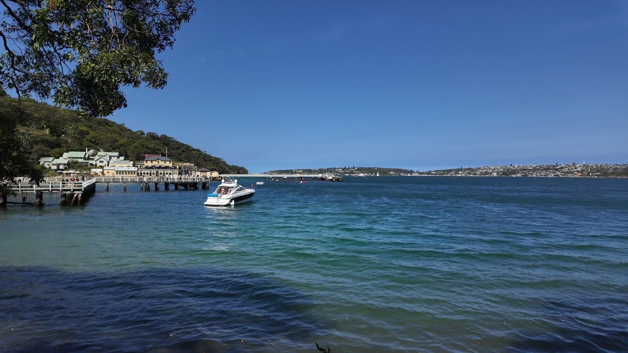 Searching for Cuttlefish And Finding Giants: Worlds Largest Stingrays in Sydney Harbour