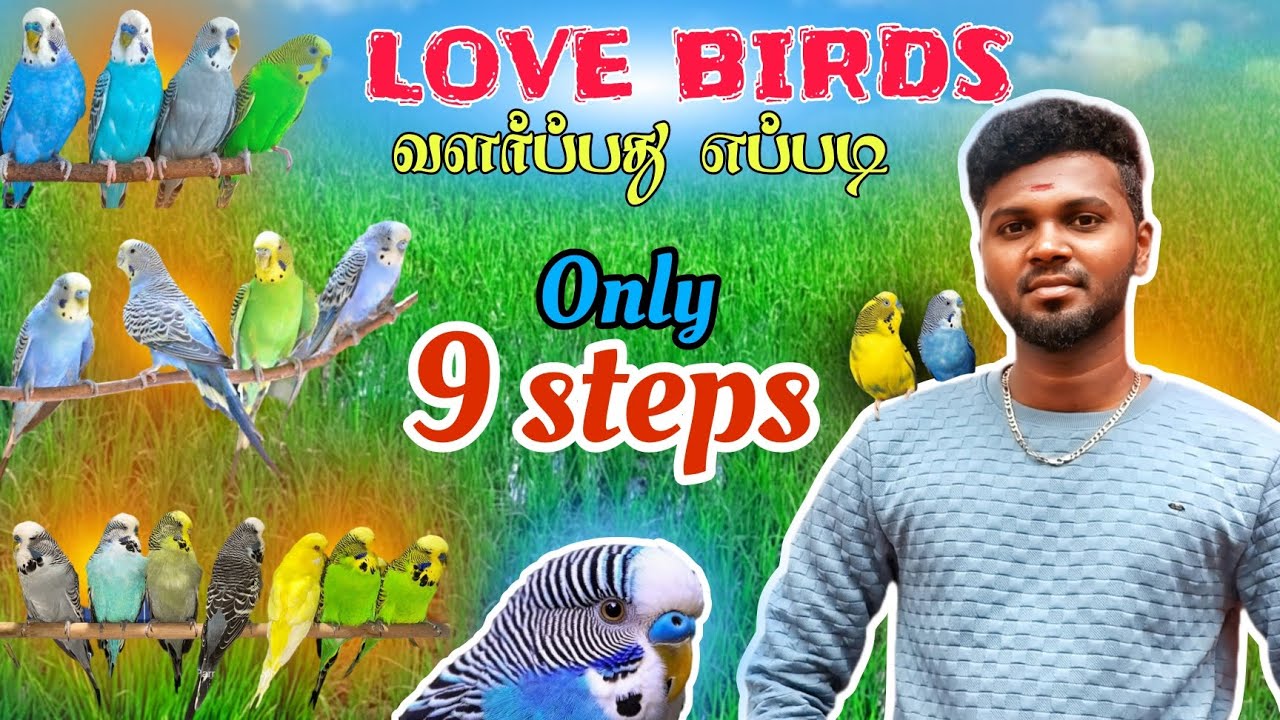 LOVE BIRDS வளர்ப்பது எப்படி? |LOVEBIRDS BREEDING TIPS FOR BEGINNERS || LOVE BIRDS DETAILS