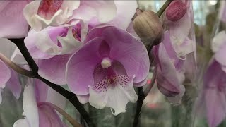 Новая поставка орхидей в Леруа Залесный. Много-много красоты!