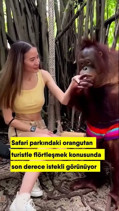 çapkın orangutan