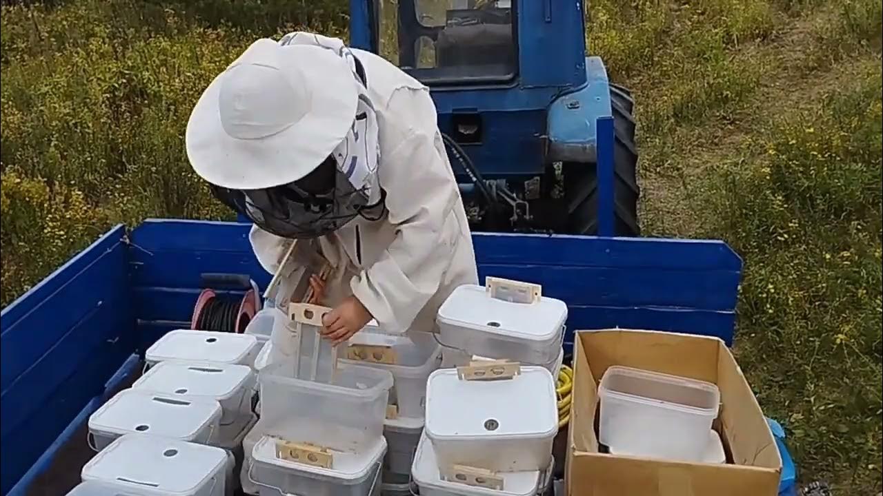 Закорм пчел в зиму. Механизация на пасеке. закормы.