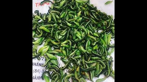 Sâu Muồng - Đặc sản của người đồng bào Tây Nguyên