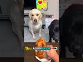 Wahre Hunded Freundschaft berührt Herzen #Shorts