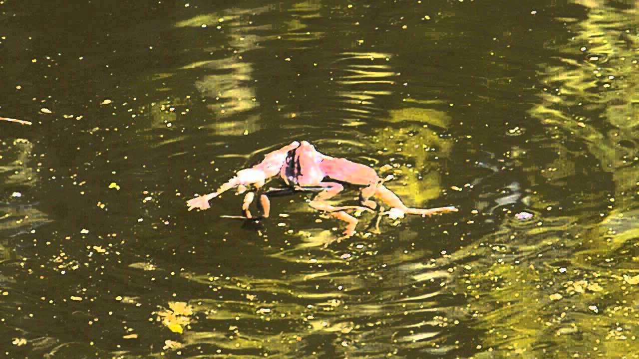 camera iphone 8 plus apk Spring Peepers Mating