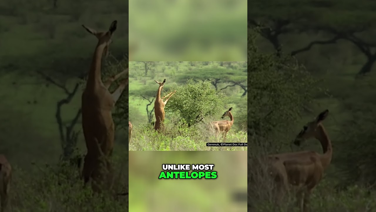 Giraffe Gazelle: Amazing Facts About the Gerenuk! 
