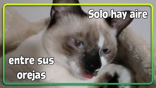 Las Mascotas Son Tonticas... Pero Un Amor