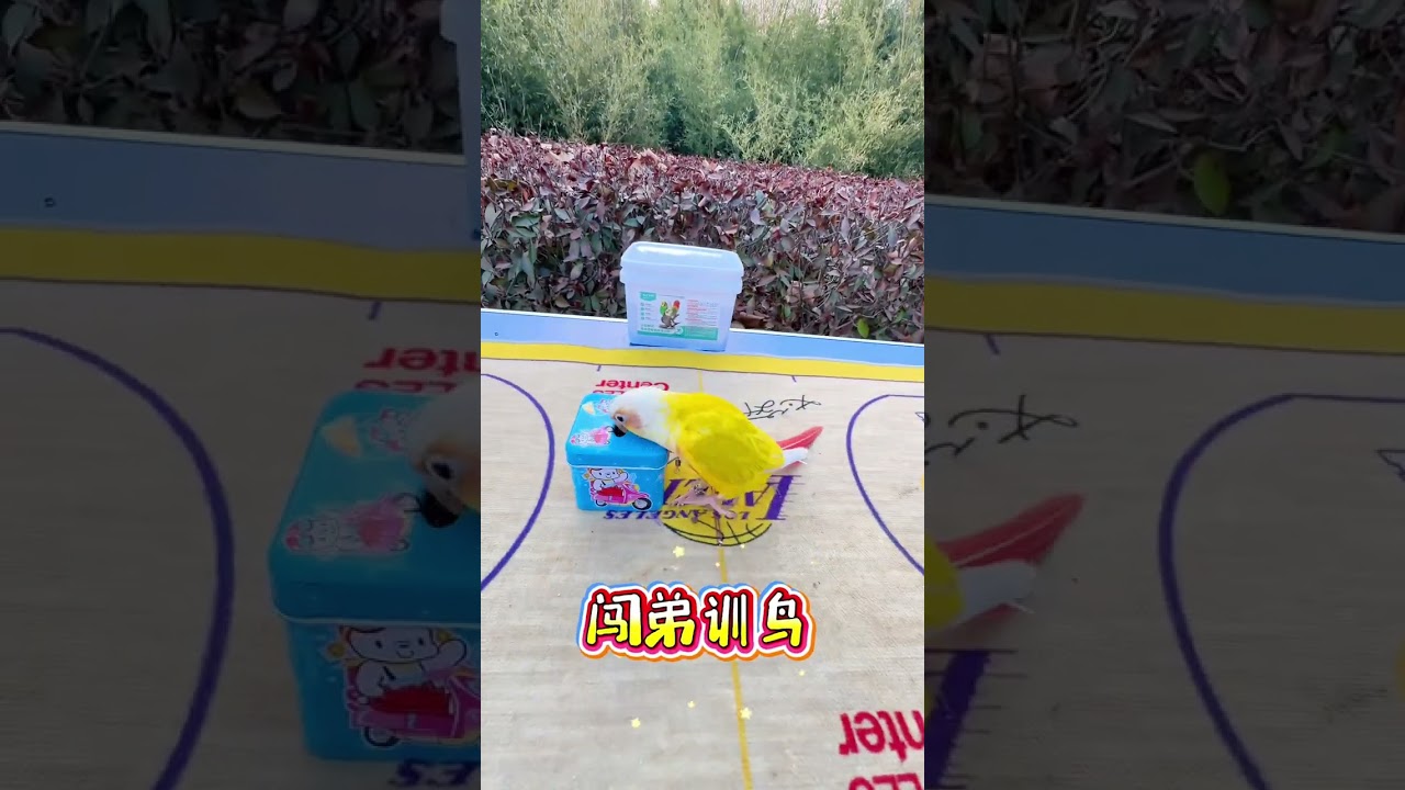 Parrot Coin Original Video Cute Pet Parrot Coin Little Sun Parrot Chuangdi Bird Training