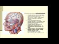 Топанатомия 2.Боковая область лица