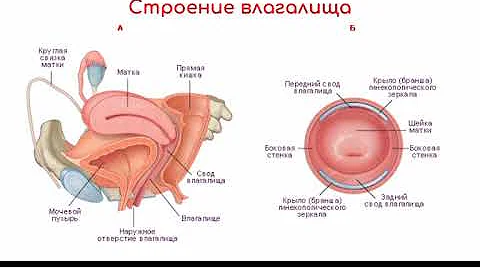 СТРОЕНИЕ ЖЕНСКОЙ ПОЛОВОЙ СИСТЕМЫ( ВЛАГАЛИЩА, ШЕЙКИ МАТКИ, МАТКИ, МАТОЧНЫХ ТРУБ, ЯИЧНИКОВ).