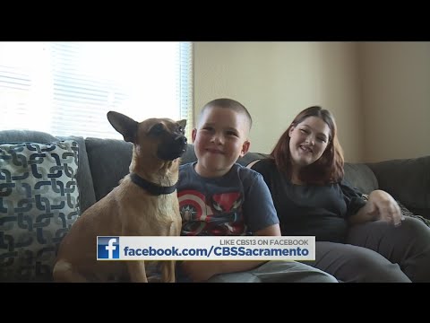 ვიდეო: მიკროჩიპი ოჯახის გაერთიანებას ეხმარება ძაღლთან, რომელსაც 8 წელი დაკარგული ჰქონდა
