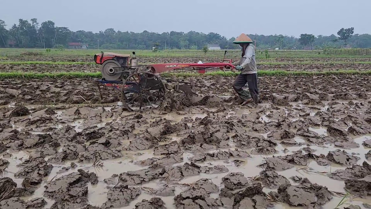 Live Farm Work – Tilling the Rice Field with Precision – Agriculture Farming