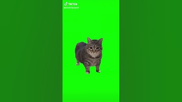 Thumbnail of Shorts de un gato girando y el gato queda como wtf