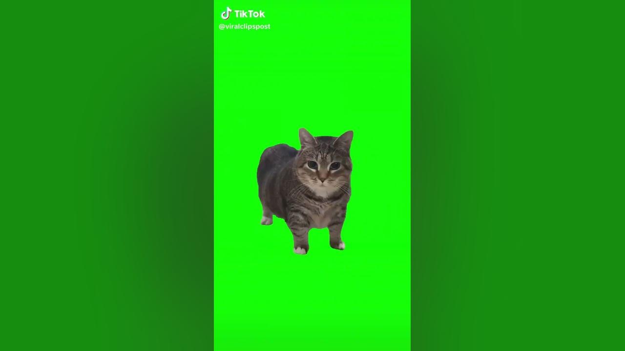 Shorts de un gato girando y el gato queda como wtf