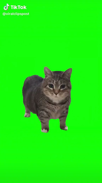 Shorts de un gato girando y el gato queda como wtf