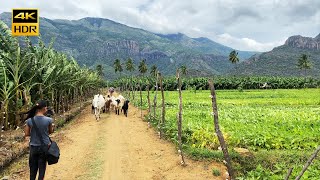 4K | தமிழகத்தின் தனி தீவு கிராம வாழ்வியல் | OOTY Mountain  Island  Thengumarahada