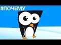 Видео Для Детей - Почему у Пингвинов не Мерзнут Лапы❓❗ Наука и Интересные Факты для Школьников