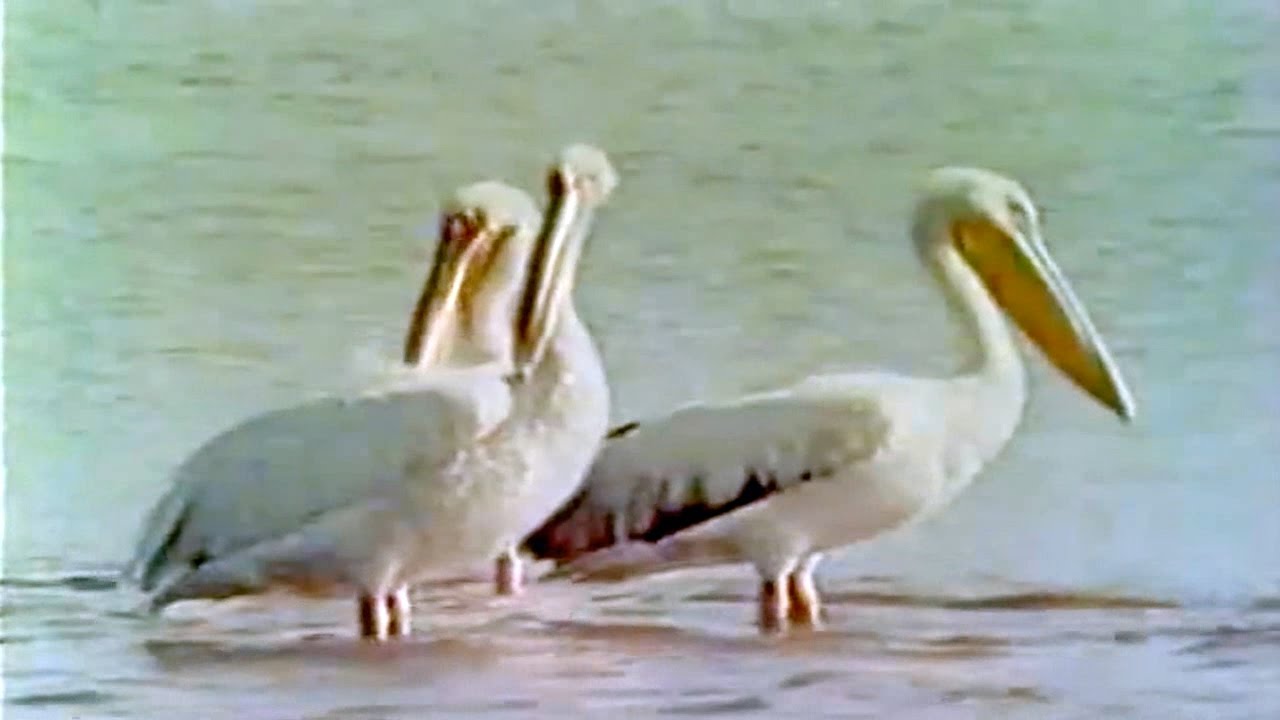 Pelikan (Opstanak, Anglia)