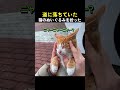 道に落ちていた猫のぬいぐるみを拾った